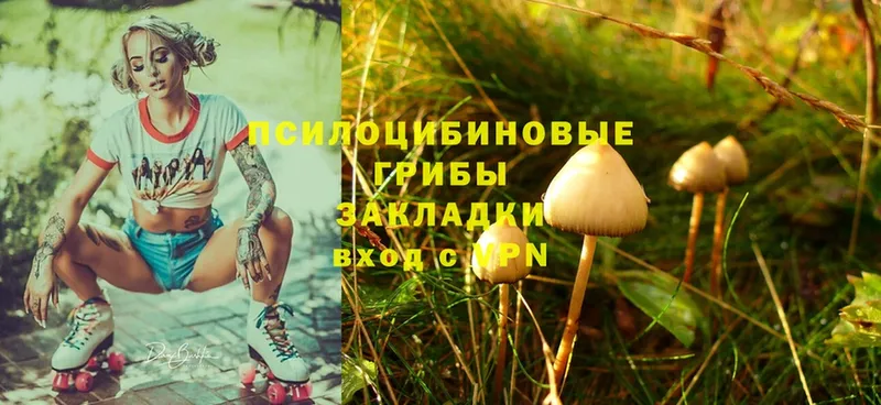 где продают   Магадан  Псилоцибиновые грибы Cubensis 